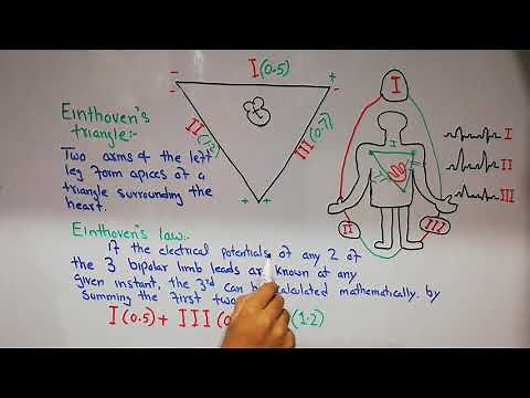 CVS physiology 24. Einthoven's triangle and Einthoven's law | ECG leads