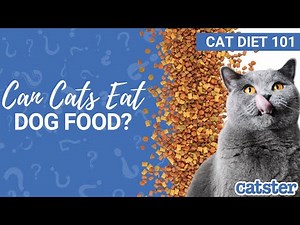Can Cats Eat Dog Food? Vet explains!