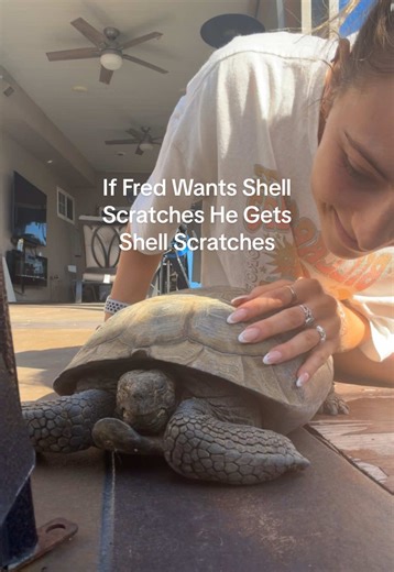 Fred the Tortoise Enjoys Shell Scratches