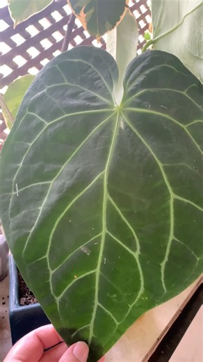 Plants that thrive in partial shade #plants #inspiring #flowers #plants