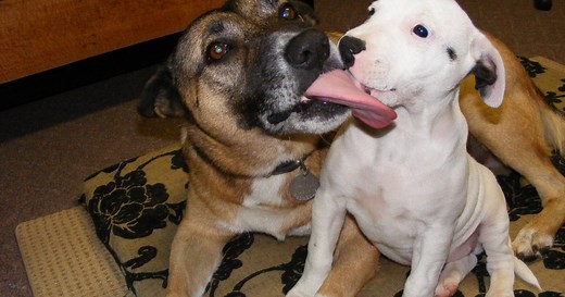 Why Is My Dog Obsessively Licking Other Dogs?