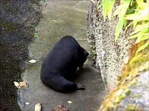 Vomiting and regurgitation - stereotypic & abnormal behaviour