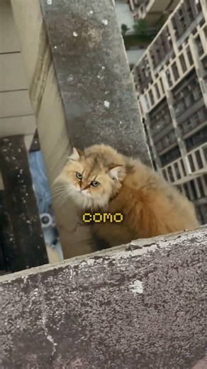 GATA no 20º andar de boa na beirada