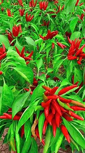 Secret on growing chili pepers🌶️#garden #gardening101 #planting #peppermint | Rose & Lawrence