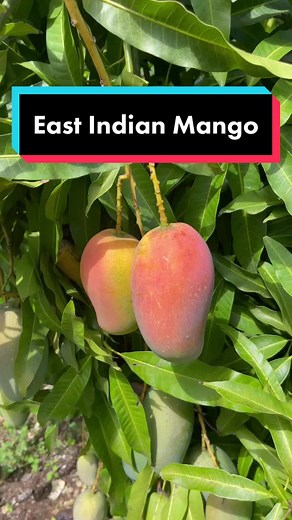 Explore the Delight of East Indian Mangoes this Season