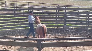 4.5K views · 240 reactions | Halter breaking the 2022 foals. Andy Avelar is working BOONS CAPORAL x CHICA SECA MENTIRA (CD CHICO). King Ranch King Ranch Museum American Quarter Horse Association The King Ranch Institute for Ranch Management King Ranch Saddle Shop King Ranch Visitor Center King Ranch Texas Kitchen | King Ranch Quarter Horses | Facebook