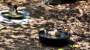 3.9K views · 119 reactions |  Sound UP! Zoo ASMR alert! 閭 Listen...