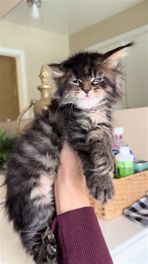 She’s definitely scheming behind those eyes #fypシ゚viral #mainecoon #fyp #angry #highlight