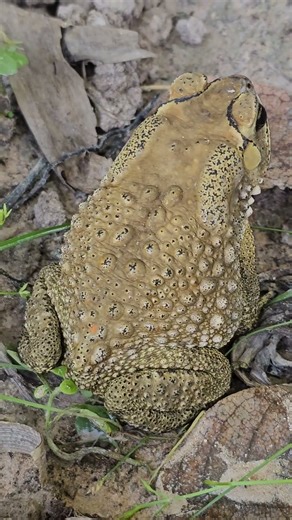 Toad Amphibian