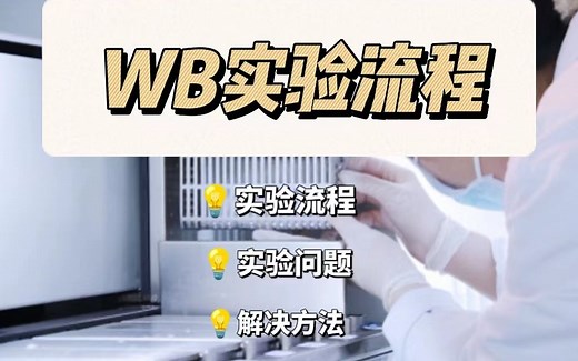 实验室小白：WB实验从流程到问题分析，全方位讲解