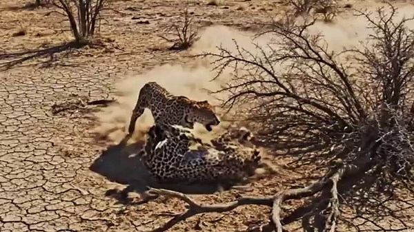 Komodo Dragon Ruthlessly attacking leopard !!: The Ultimate Survival Battle Caught on Camera!