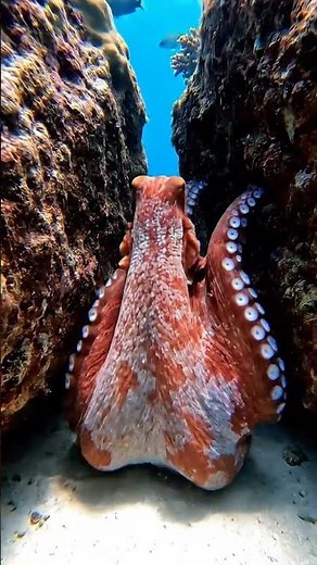 Octopus Escapes Through Impossible Tiny Gap!