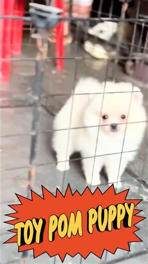 "Meet the Adorable Teacup Toy Pom: Journey of a Tiny Pomeranian Puppy!" #tinypomeranian #cute #dog