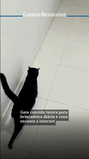 Cat invites owner for daily playtime, and the scene delights the internet.