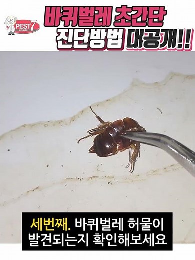 집에 바퀴벌레가 번식했는지 아는 방법 알려드립니다 전문가가 알려주는 초간단 방법!!