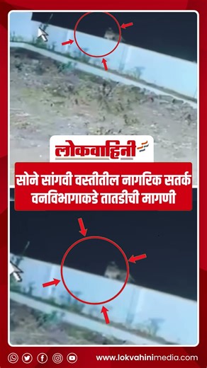 पुणे | शिरूर तालुक्यात बिबट्याची दहशत