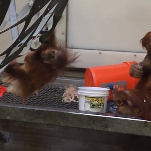 79K views · 359 reactions | MONKEY BUSINESS: This adorable infant orangutan practices her climbing skills while her mother sits nearby at the Denver Zoo. https://abcn.ws/2DgEWiv | ABC News | Facebook
