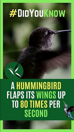 Interesting Facts | How Fast Do Hummingbirds Flap Their Wings? | Did You Know?