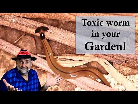 This Toxic Hammerhead Worm Might Be in Your Backyard!