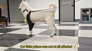 Hilltown Dog Elbow Guard - Front Leg Sleeve Shields Against Irritation & Scratches, Injury Protection and Post-Procedure Support for Sensitive Elbows (Right Leg, XS)