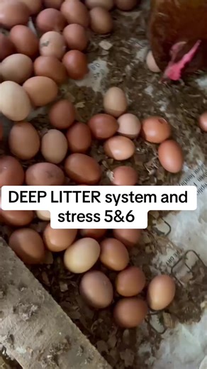 Understanding the Deep Litter System in Poultry Farming
