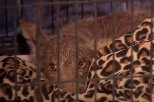 En Pennsylvanie, un animal inconnu intrigue les experts