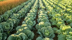 #DiscoveringNCAgriculture Since 1950, @burchfarmsnc has been a quintessential Southern gem, embodying the rich agricultural heritage of southeastern North Carolina. Spanning acres of fertile land, we stand as a testament to generations of hard work, dedication, and a deep-rooted passion for farming. We specialize in organic and conventional farming with year round harvests including sweet potatoes, kale, asparagus, broccoli, collard greens, cabbage, red beets, turnips and mustard greens. People 