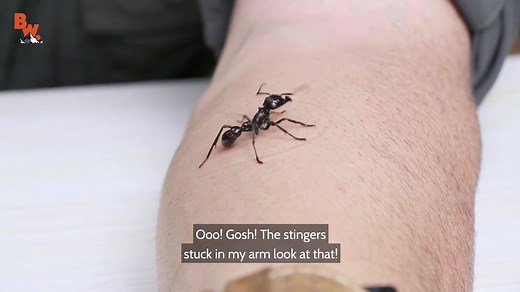 In this video, Coyote gets stung... by the BULLET ANT! Watch now to see how painful this sting was! | Coyote Peterson