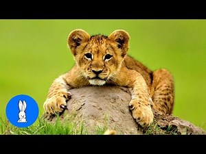 Lion Cubs Roaring (Baby Edition) - Cutest Compilation