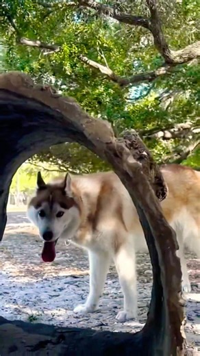 A quiet walk through nature with Tosca in Florida 🌿🐾 #shorts #husky #dog #nature #toscalife