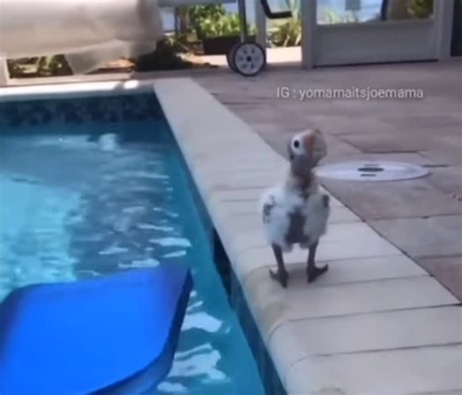 But you can use this… flotation device 🏄🏼‍♂️ | Flotation device day 387 #funny #flotation #funnyreels #laugh | Instagram