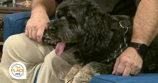 Meet Kylo, a fluffy, loveable cockapoo whose goals in life are to snuggle and chase balls