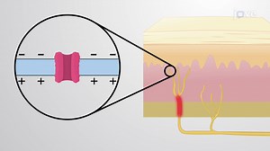 Video: Mechanically-gated Ion Channels
