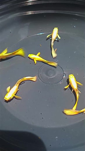 sedang menunggu notif majikan baru 🤗 #centraljavafarm #guppyvietnam🇻🇳 #guppylover #guppyfish #guppyfyp