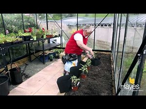 How To Plant Tomatoes In A Greenhouse