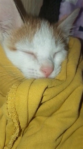 #michelletemplado #shortvideo