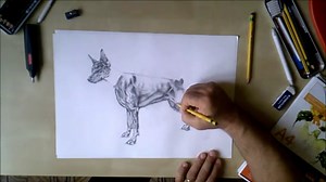 Learn How to draw a realistic Doberman step by step / Part 6