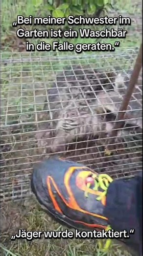 Waschbär ist in die Falle geraten.“ „Jäger wurde kontaktiert.“ #Waschbär #Falle #Garten