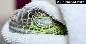 The Doctor Will See Your Iguana Now