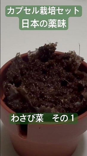 【カプセル栽培セット】日本の薬味 わさび菜その１