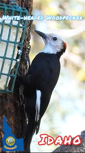 What birds did I see? Idaho City - Boise National Forest