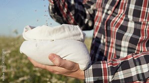 A man's hand takes a lot of buckwheat grains from a bag on a buckwheat field. Slow motion