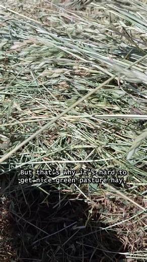 🌾 It’s that time of year again, hay-making season has begun ☀️⁠ We cut last week and the paddocks are now full of drying hay. It’s busy, it’s hot, and a bit stressful at times, but there’s nothing more rewarding than seeing it all come together. 💚⁠ ⁠ We feel very fortunate to be able to produce our own hay, knowing it will keep our horses and livestock fed right through the year. 🌿 | Gutzbusta Slow Feed Hay Nets UK