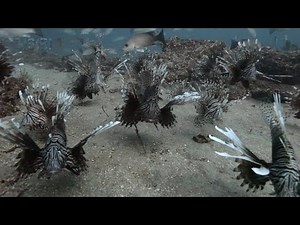 Video of Possibly The Most Infested Invasive Lionfish Region