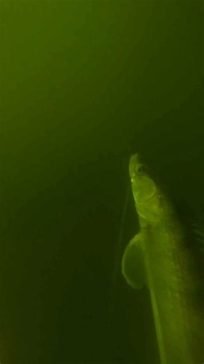 155K views · 1.8K reactions | Predatory fish hunt in the shade 驪 #zander #fishing #underwater #underwaterworld #fish #zanderfishing #fishingvideo #livebait #underwatercamera #fishbehavior | Underwater World | Facebook