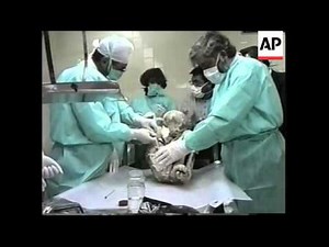 BOLIVIA: MICRO ORGANISM DESTROYING MUMMY