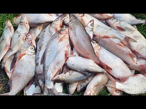 PESCUIT LA DUNĂRE 13 DECEMBRIE 2025 ,I-AM SPART !!!!!