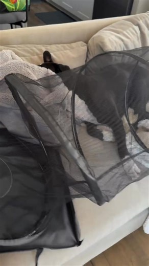 Visit >>> https://pureboxerpuppies.com Boxers are known for their playful energy, loyal hearts, and endless affection—and these little ones are no exception. Each pup has its own silly personality, full of love, wiggles, and plenty of kisses to give. They’ve been raised with care, and we’re hoping to match them with families who will give them the same unconditional love they give so freely. #boxerdogs #boxerlovealways #fawnboxerdogs #boxerpuppies #boxerlovers #cutepuppies #boxerrescue #rescue #