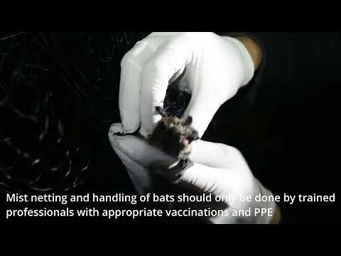 Mist netting bats Instructional by Cori Lausen - Video by Jordi Segers CWHC