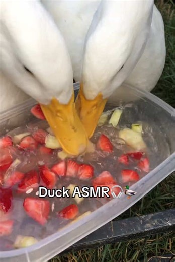 Duck Tales on TikTok